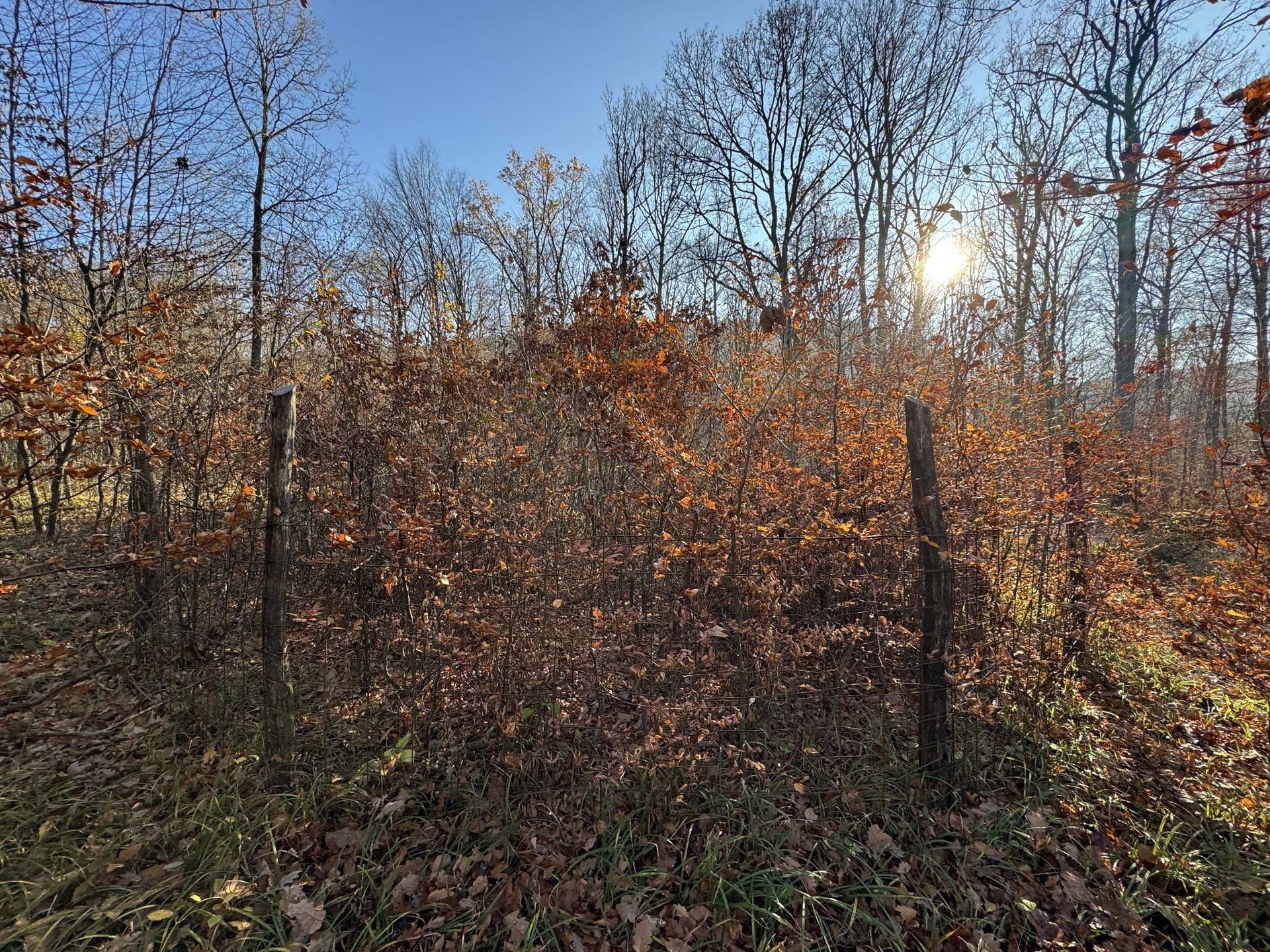 Hlúčik prirodzenej regenerácie duba v malej porastovej medzere